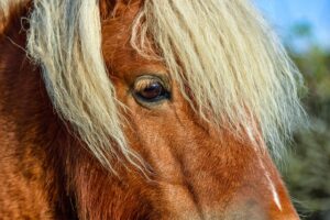 Babské rady na vypadávání vlasů: Získáte plnou hřívu