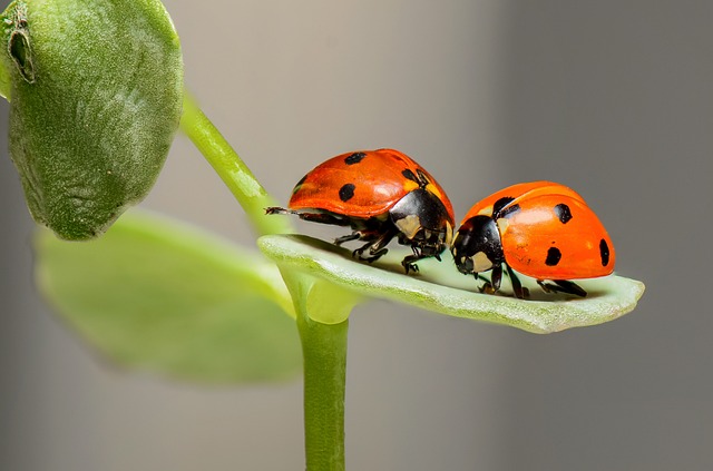 Babské rady na mravence: Jak se zbavit hmyzu v domácnosti