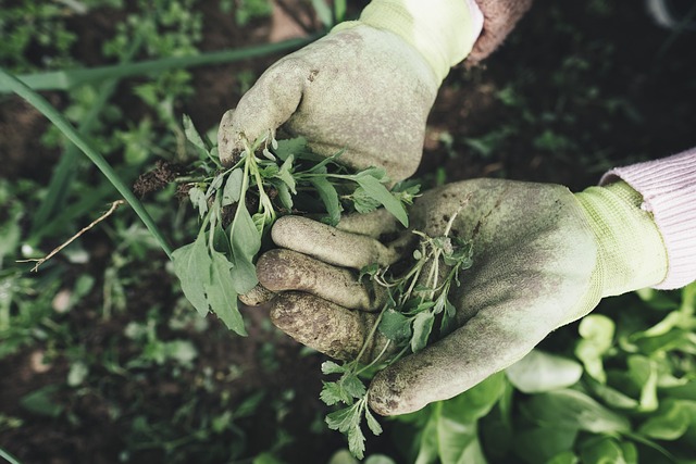 Babské rady na plevel: Jak se zbavit nežádoucích rostlin