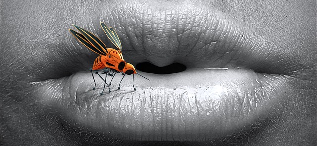 Svědění od komárů, včel nebo vos: Specifika jednotlivých ​bodnutí