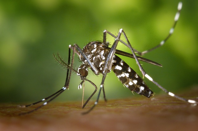 Účinné babské rady na ochranu před‍ komáry