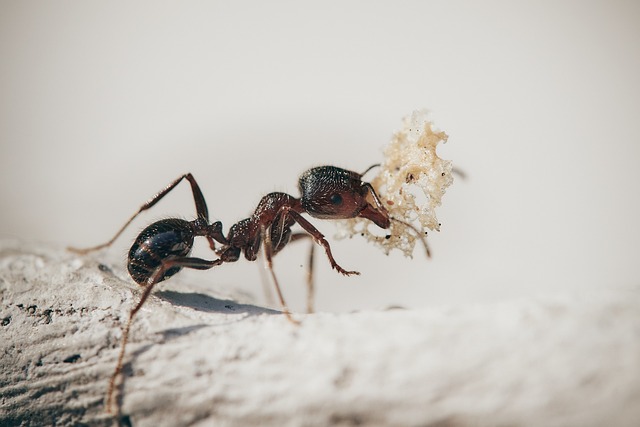 Jak se zbavit mravenců jednoduchými babskými radami