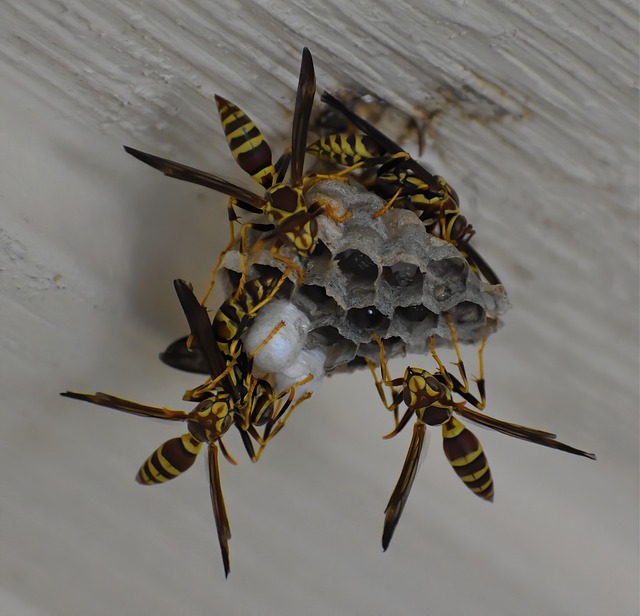 Bezpečné odstranění vosího hnízda: Postup krok za krokem
