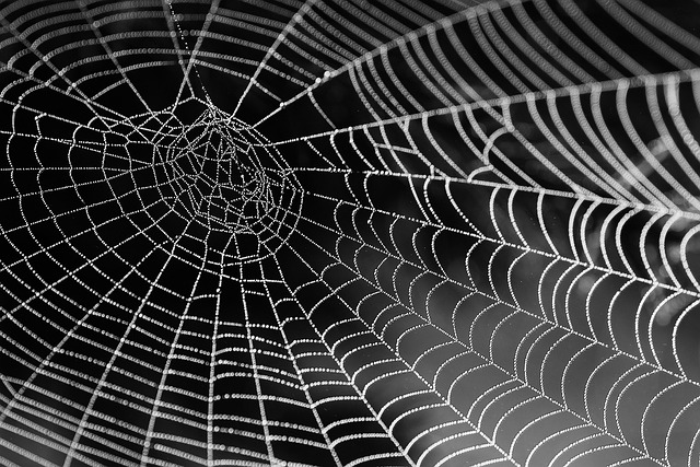 1. Proč ​jsou pavouci tak ‌nepříjemní: Rozšířené informace o pavoucích ​a jejich​ nežádoucí přítomnosti