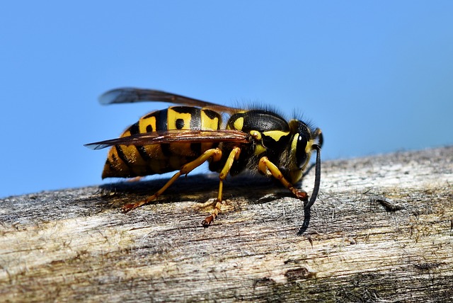 Zajímavosti ‌o bodnutí hmyzem: Co nevíte o tomto ‍nepříjemném fenoménu