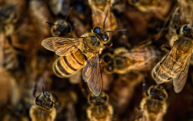 Bodnutí hmyzem⁣ a alergické reakce: Kdy vyhledat lékařskou pomoc?