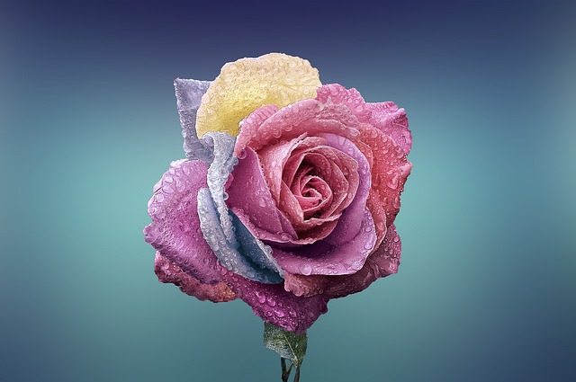 7. Náklonnost růží ‌k černé ​skvrnitosti: Jak vhodné umístění, zálivka a výživa ​přispívají k odolnosti růží vůči této ‌chorobě?