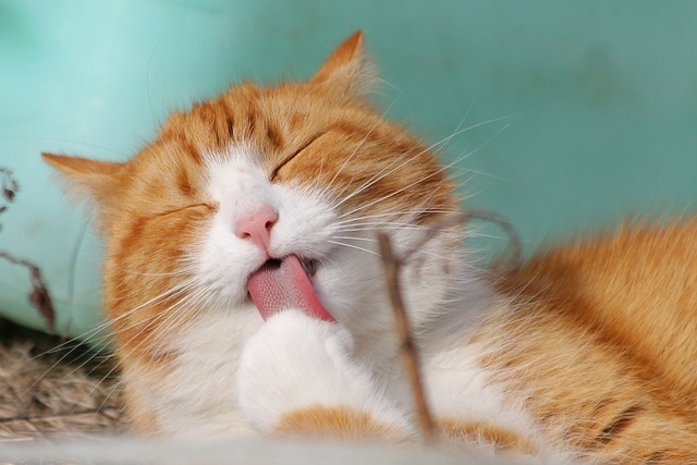 6. Doporučení od odborníků: Jak správně ‍ošetřit svou kočku proti blechám