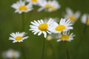 Babské rady na mastné vlasy: Krásné a zdravé vlasy