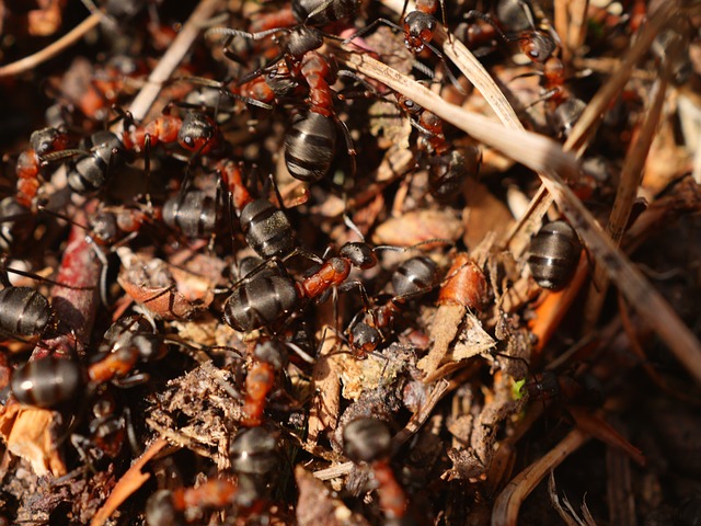 4. Jak ‌identifikovat mravenčí hnízdo a zlikvidovat jej efektivně