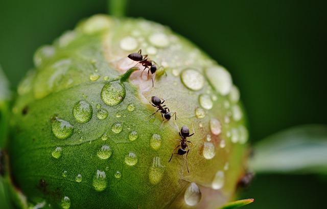 6. Sezónní výskyt a řešení ‌problému s mravenci v domácnosti