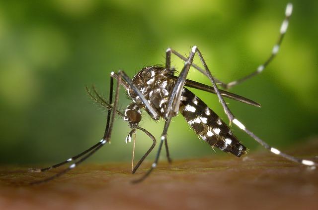 Bezpečné a účinné preventivní opatření proti štípnutím ‌od komárů
