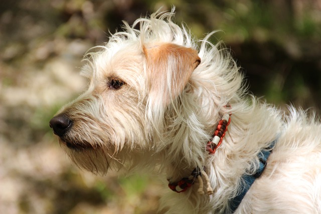 Jaké ⁢jsou účinné léky a preventivní ​prostředky proti blechám u ⁤psa?