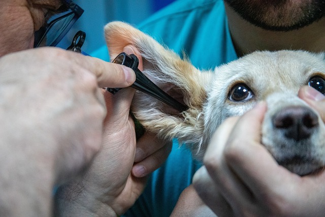 Rady od veterinářů: jak nejlépe pečovat o mazlíčky ohrožené blechami