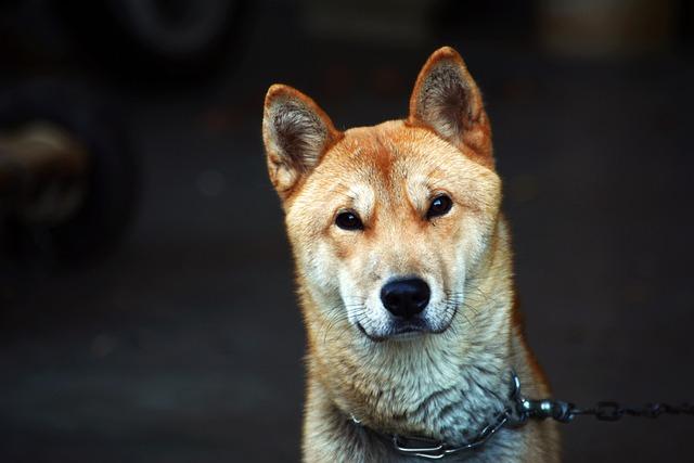 Průběh posuzování invalidity a rozhodovací proces důchodového úřadu