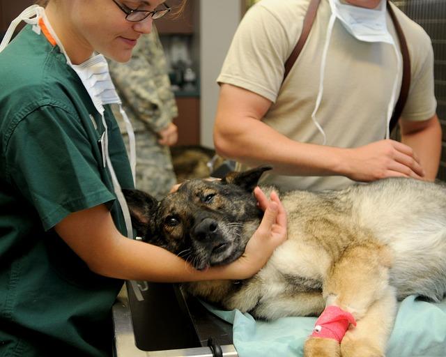 Doporučení ⁤od veterinářů: Jak účinně eliminovat blechy u psa?