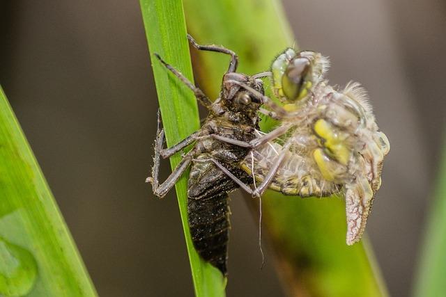 Kde se obrátit a jaké dokumenty přinést, abyste získali nový evidenční list důchodového pojištění