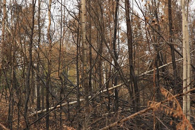 - Důsledky nedostatečného povědomí o demencích ve společnosti