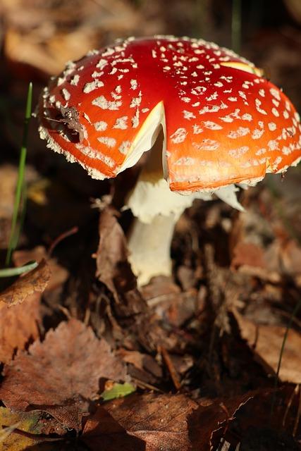 Rizika spojená s nevhodnou péčí o pacienty s Alzheimer